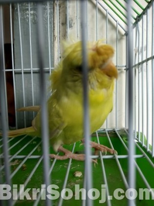 Budgerigar